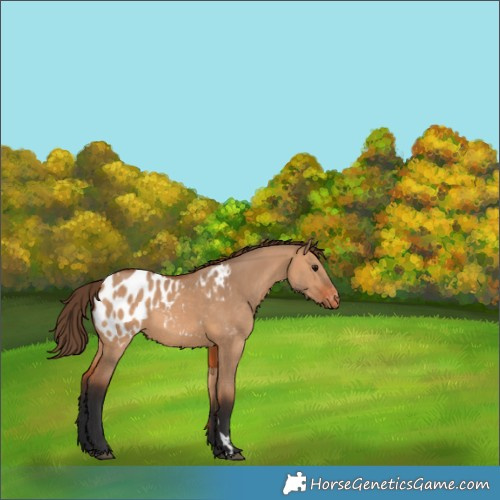 Horse Color:Bay Dun Appaloosa 