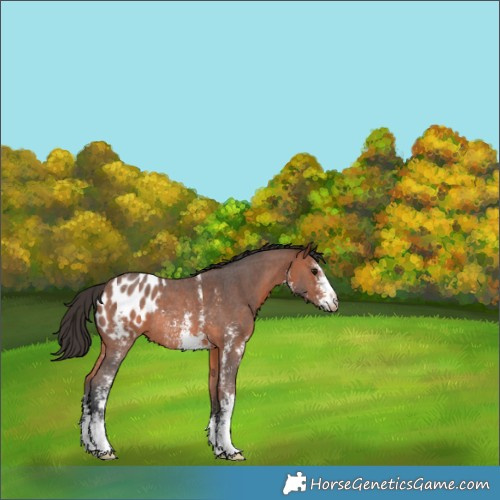 Horse Color:Bay Sabino Appaloosa Rabicano 