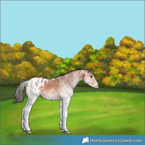 Horse Color:White Spotted Bay Appaloosa 