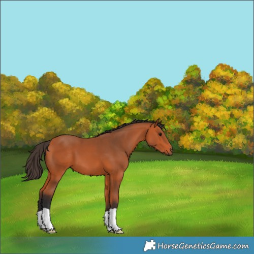 Horse Color:Bay 