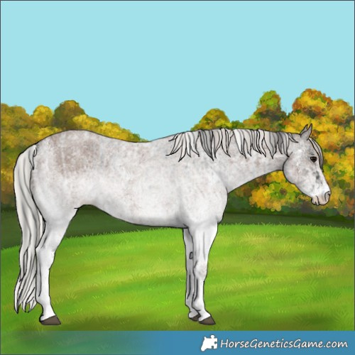 Horse Color:White Spotted Blue Roan Rabicano  and White Spotted Silver Blue Roan Rabicano 