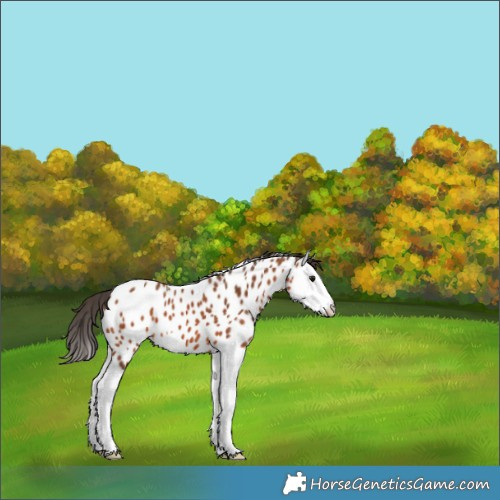 Horse Color:Bay Splash Appaloosa 