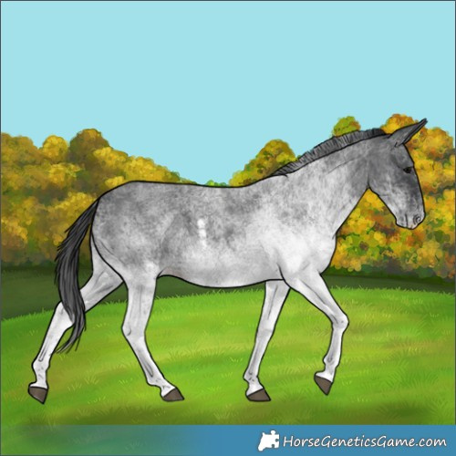Horse Color:White Spotted Blue Roan 
