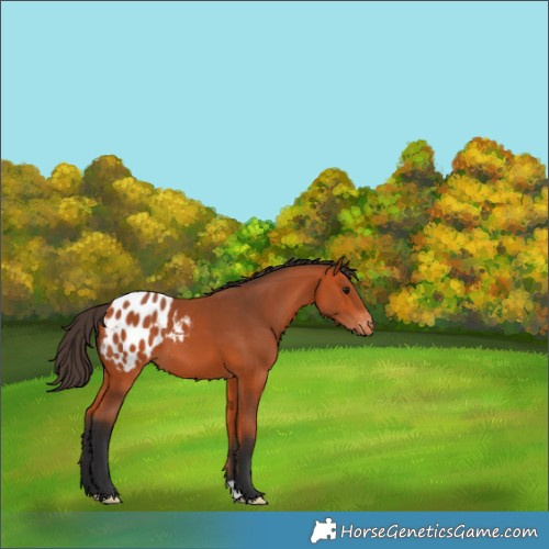 Horse Color:Bay Appaloosa 