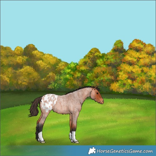 Horse Color:Bay Roan Appaloosa 