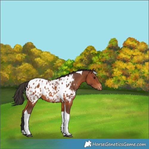 Horse Color:Bay Tobiano Appaloosa 
