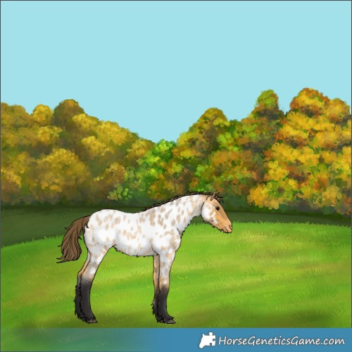 Horse Color:Buckskin Roan Appaloosa 