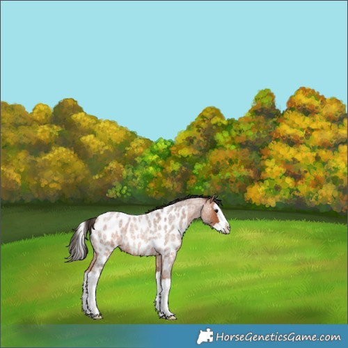 Horse Color:Bay Roan Splash Appaloosa 