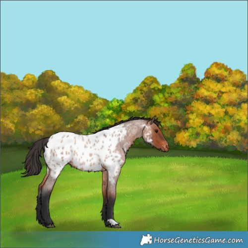 Horse Color:Bay Roan Appaloosa 