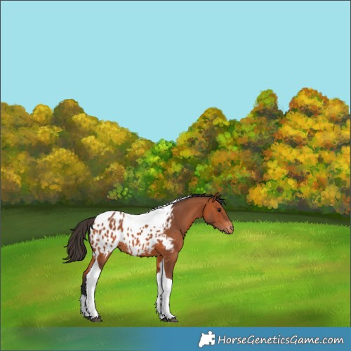 Horse Color:Bay Tobiano Blanket 