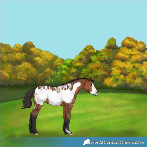 Horse Color:Bay Frame Blanket 