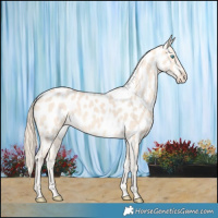 Horse Color:Perlino Near Leopard 