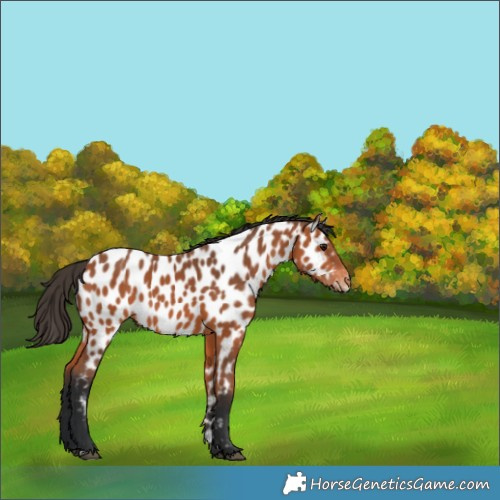 Horse Color:Bay Near Leopard 