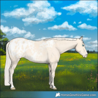 Horse Color:Cremello Appaloosa 