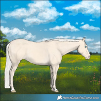 Horse Color:Cremello Varnish 