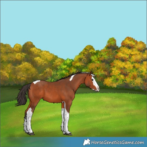 Horse Color:Bay Splash Tobiano 