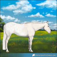 Horse Color:Cremello Roan Appaloosa 