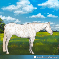 Horse Color:Smoky Creme Appaloosa 