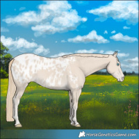 Horse Color:Smoky Creme Blanket 