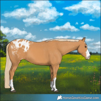 Horse Color:Chestnut Appaloosa 