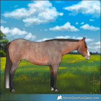 Horse Color:Bay Roan Splash 