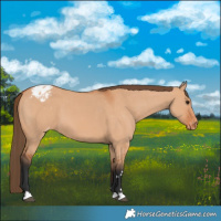 Horse Color:Bay Dun Appaloosa 