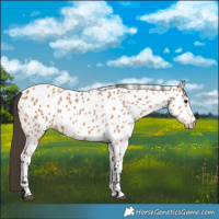 Horse Color:Bay Appaloosa 