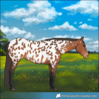 Horse Color:Bay Appaloosa 