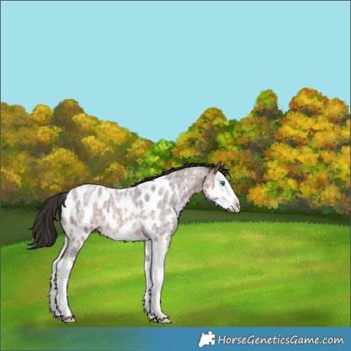 Horse Color:Brown Roan Splash Appaloosa 
