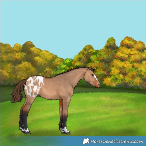 Horse Color:Bay Dun Appaloosa 