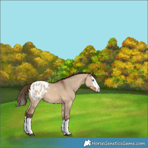 Horse Color:Bay Dun Splash Appaloosa 