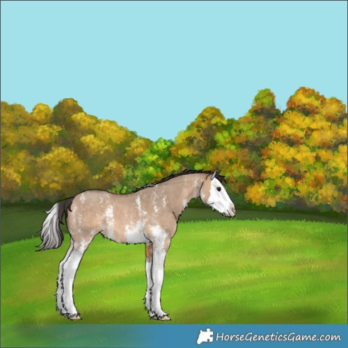 Horse Color:Bay Dun Sabino Splash 