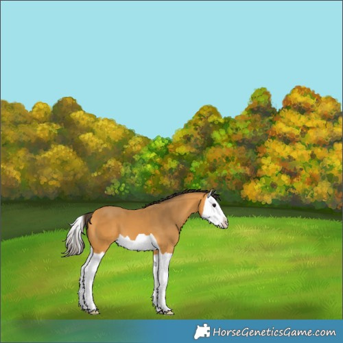Horse Color:Buckskin Splash 