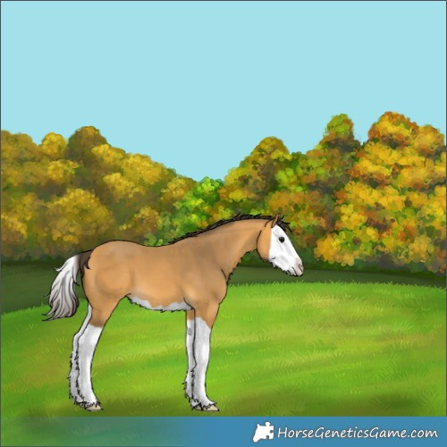Horse Color:Buckskin Splash 