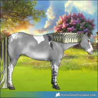 Horse Color:Painted Grullo Chinchilla Splash Tobiano 