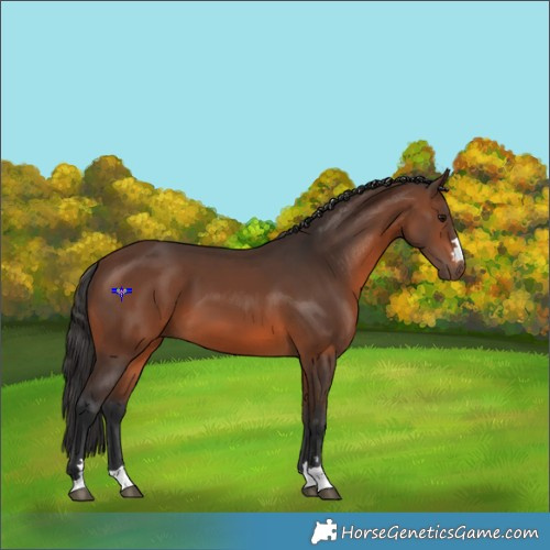 Horse Color:Brown 