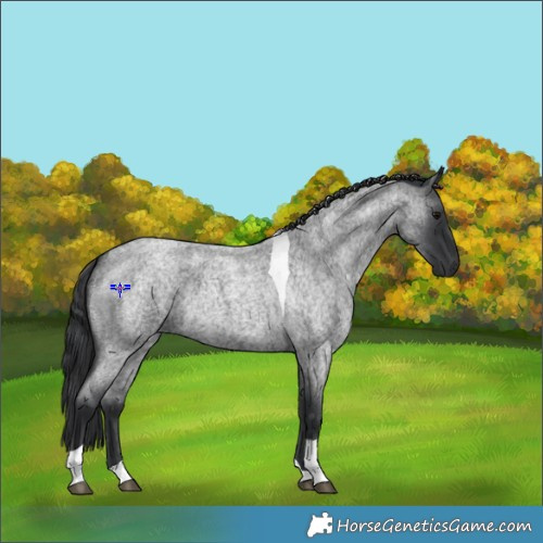 Horse Color:Blue Roan Tobiano