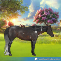Horse Color:White Spotted Brown Rabicano 