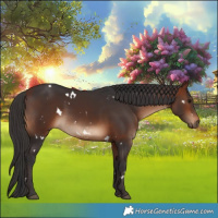 Horse Color:White Spotted Bay Rabicano 