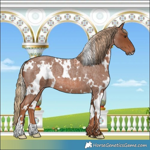 Horse Color:White Spotted Red Roan 