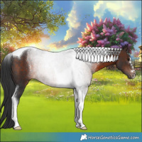 Horse Color:Brown Tobiano Rabicano 