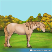 Horse Color:Chestnut Pearl