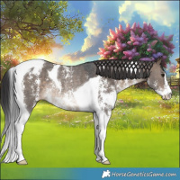 Horse Color:Brown Dun Sabino Tobiano Varnish Rabicano 
