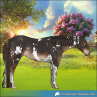 Horse Color:White Spotted Liver Chestnut Tobiano Rabicano 