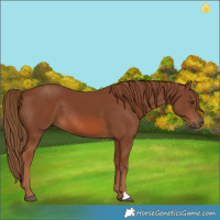 Horse Color:Chestnut 