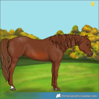 Horse Color:Chestnut 