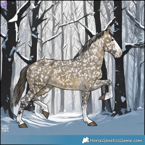 Horse Color:Buckskin Dun Splash Appaloosa 
