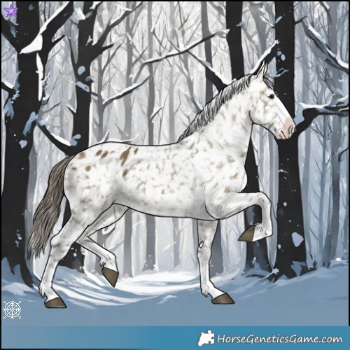 Horse Color:Buckskin Dun Splash Appaloosa 