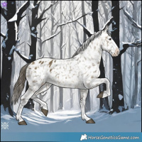 Horse Color:Buckskin Dun Splash Appaloosa 