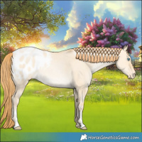 Horse Color:Buckskin Pearl Dun Sabino Appaloosa 